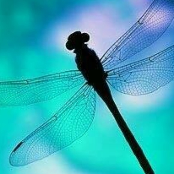 Meet your Posher, Gina - Picture 2 of 11